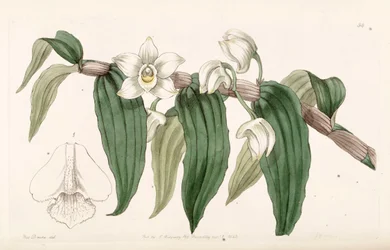 Dendrobium aqueum